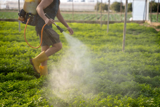 Best Pest Control Near Me  in Pce, LA