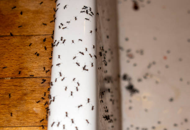Best Mosquito Control Services  in Pce, LA