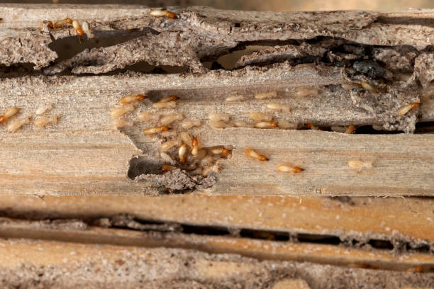 Best Pest Prevention Services  in Pce, LA